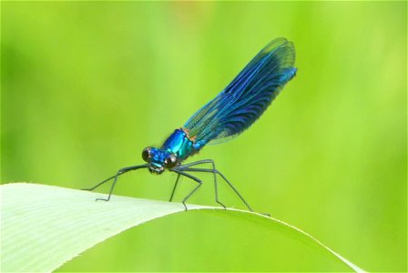 Calopteryx splendens (m)