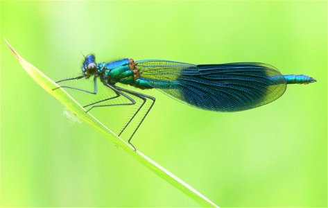 Calopteryx splendens (m)