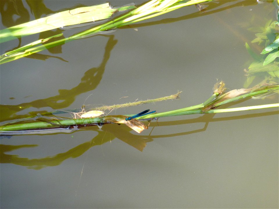 Gebänderte Prachtlibelle Calopteryx splendens am Kocher in Künzelsau