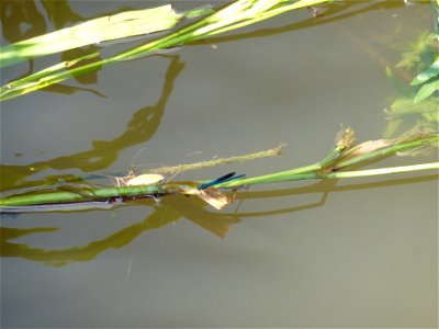 Gebänderte Prachtlibelle Calopteryx splendens am Kocher in Künzelsau