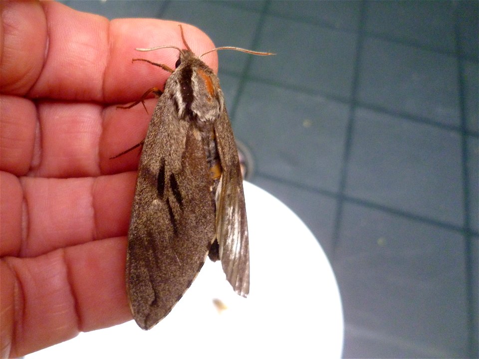 dennenpijlstaart -- pine hawk-moth -- Sphinx pinastri photo