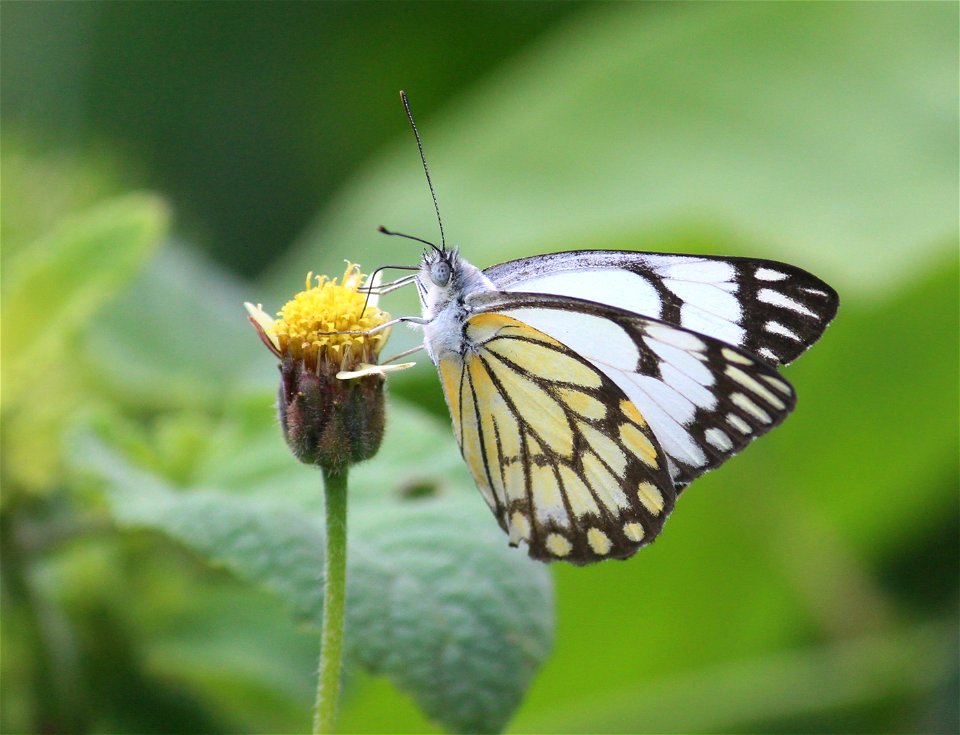 Belenois aurota Fabricius, 1793 – Pioneer photo