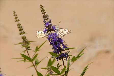 Wildlife and Plants of Israel