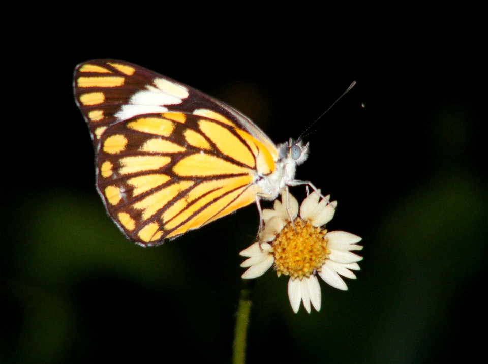 Pioneer_Belenois aurota _Female photo