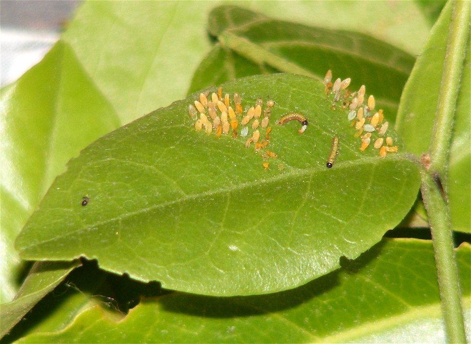 Pioneer_Belenois aurota_Eggs and Larva photo