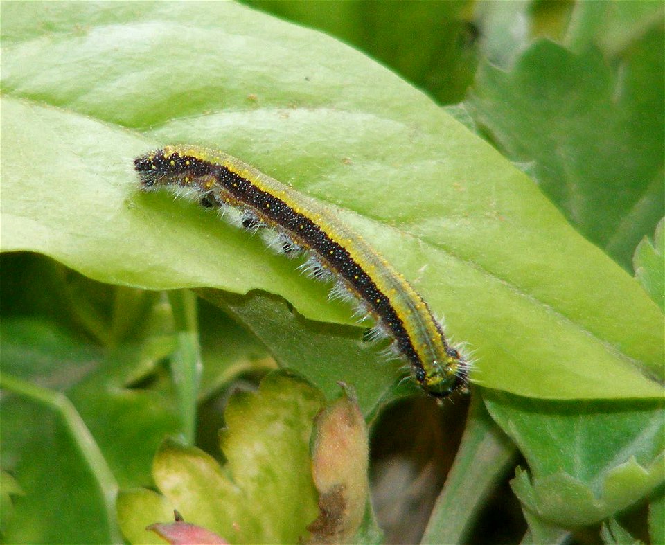 Pioneer_Belenois aurota_Larva photo