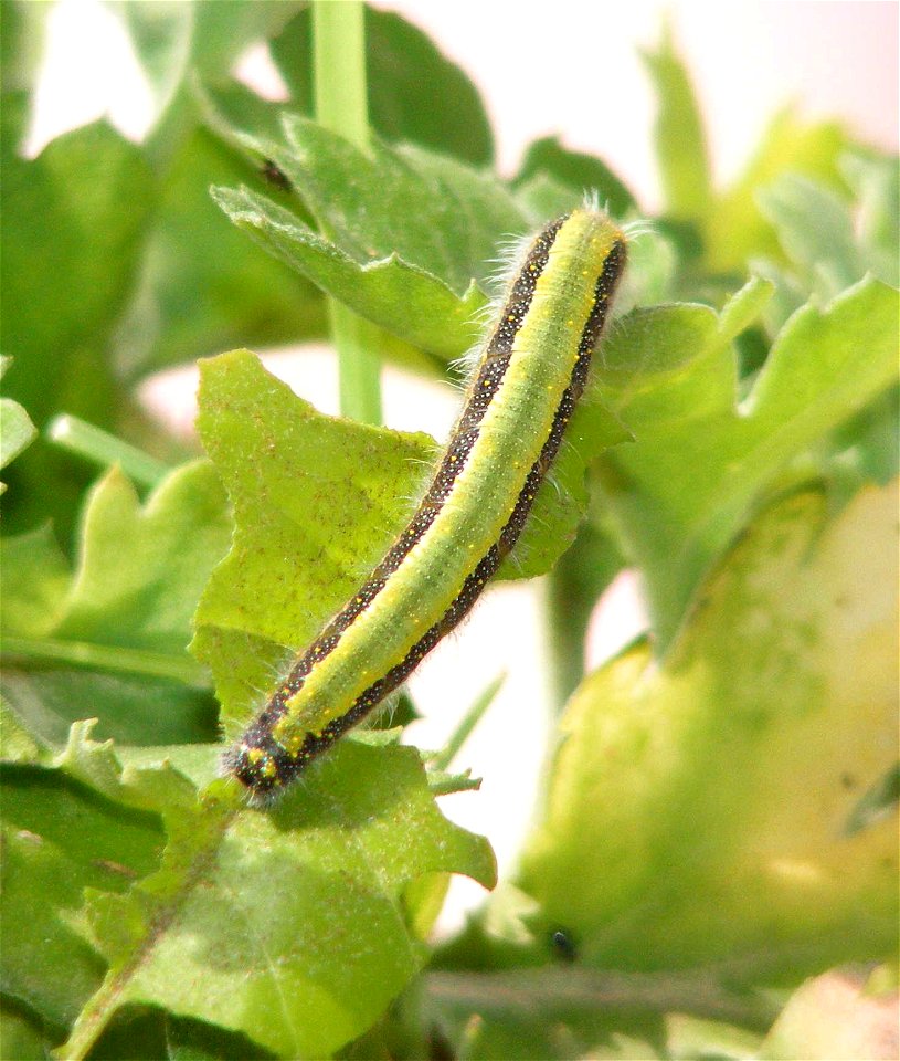 Pioneer_Belenois aurota_Larva