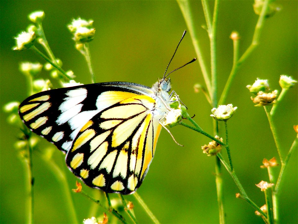 Pioneer or Caper White_(Belenois aurota) photo