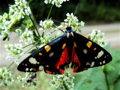 Motýl přástevník hluchavkový z Podkomorských lesů. Česká republika, jižní Morava