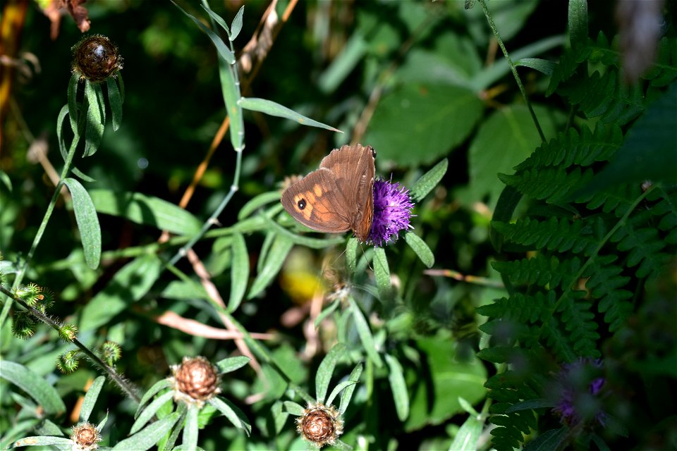 Living Insects on flower.