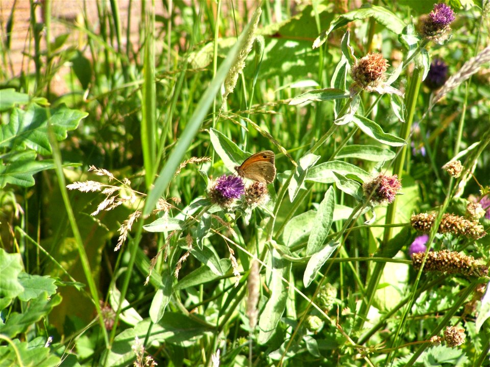 Meadow Brown Maniola jurtina feeding on Common Knapweed Centaurea nigra.