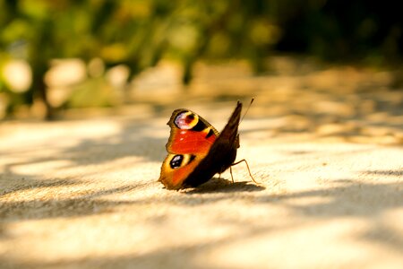 Butterfly summer insect