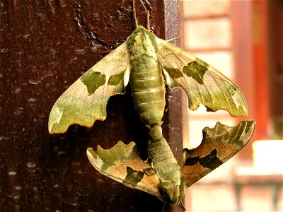 Lime Hawk Moths mating photo
