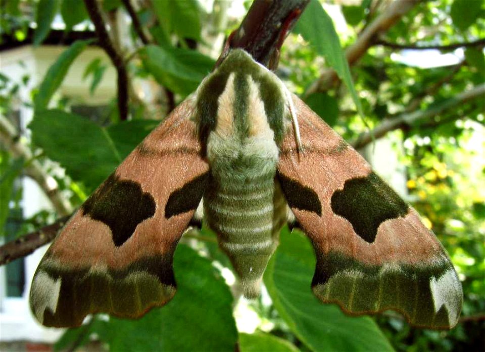 Lime hawk moth, Mimas tiliae