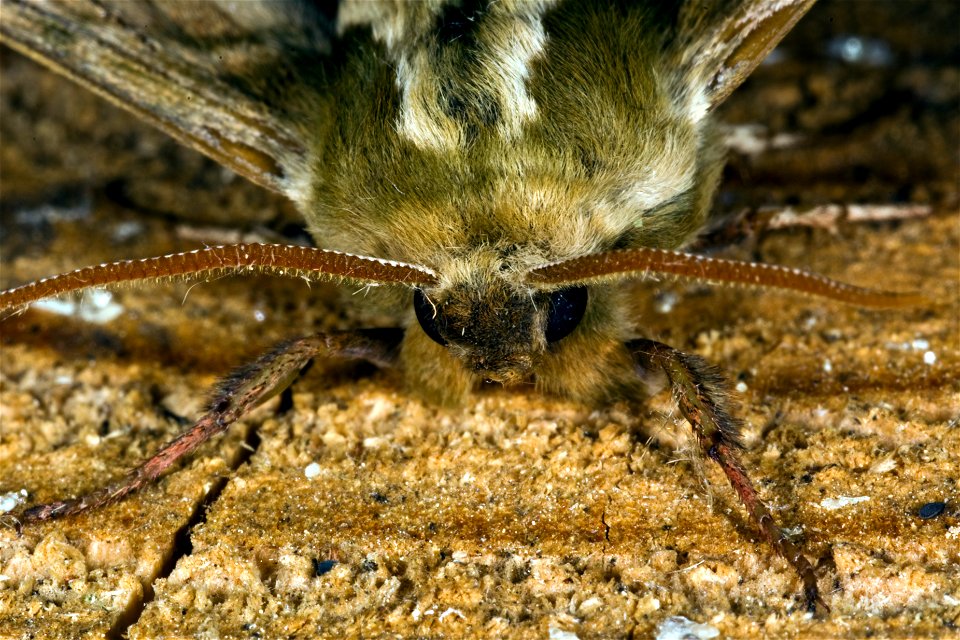 Lime Hawk-moth photo