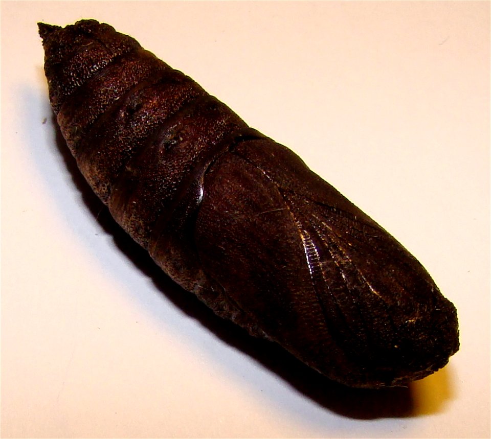 Pupa of Lime Hawk-moth (Mimas tiliae). photo