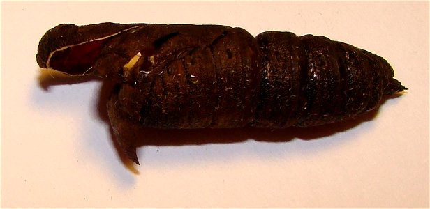 Empty pupa of Lime Hawk-moth (Mimas tiliae).
