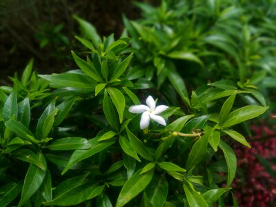 Green plant bloom photo