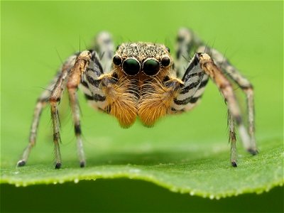 Male Maevia inclemens jumping spider