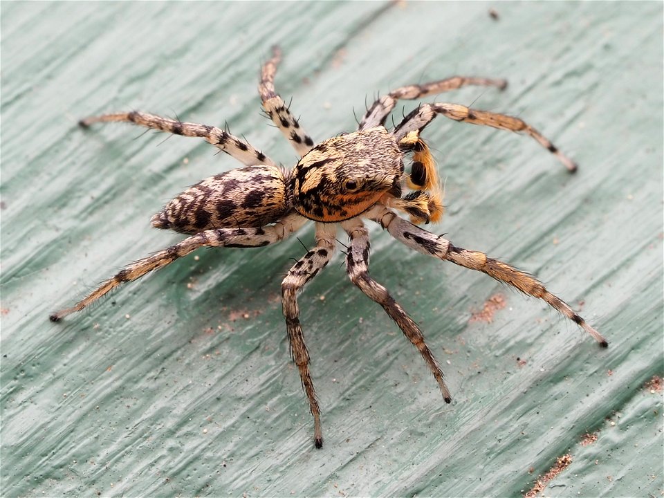 Male Maevia inclemens jumping spider