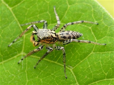 Male Maevia inclemens jumping spider