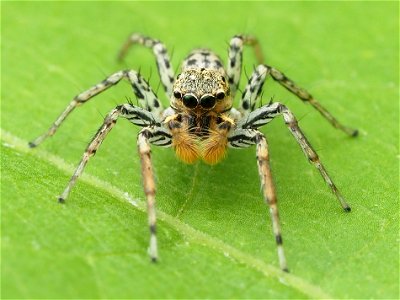 Male Maevia inclemens jumping spider