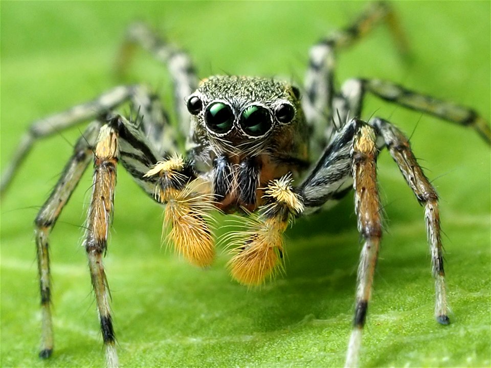 Dimorphic Jumping Spider (Maevia inclemens)