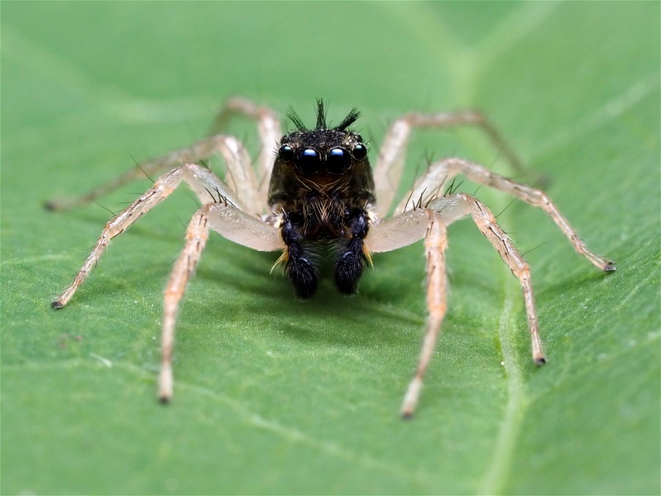 Dimorphic Jumping Spider (Maevia inclemens)