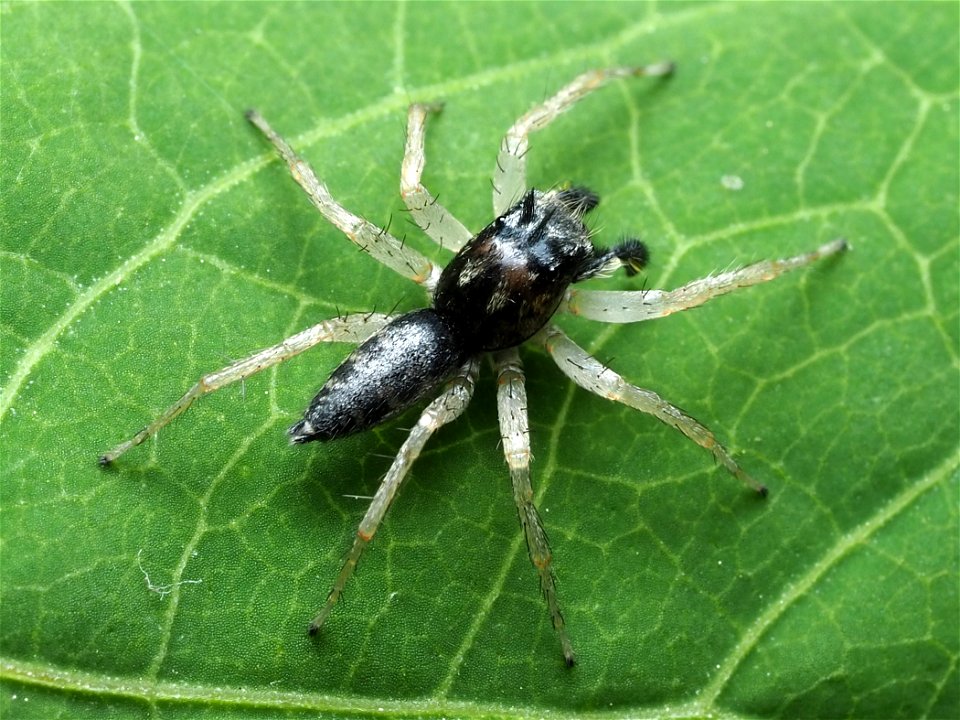 Dimorphic Jumping Spider (Maevia inclemens)