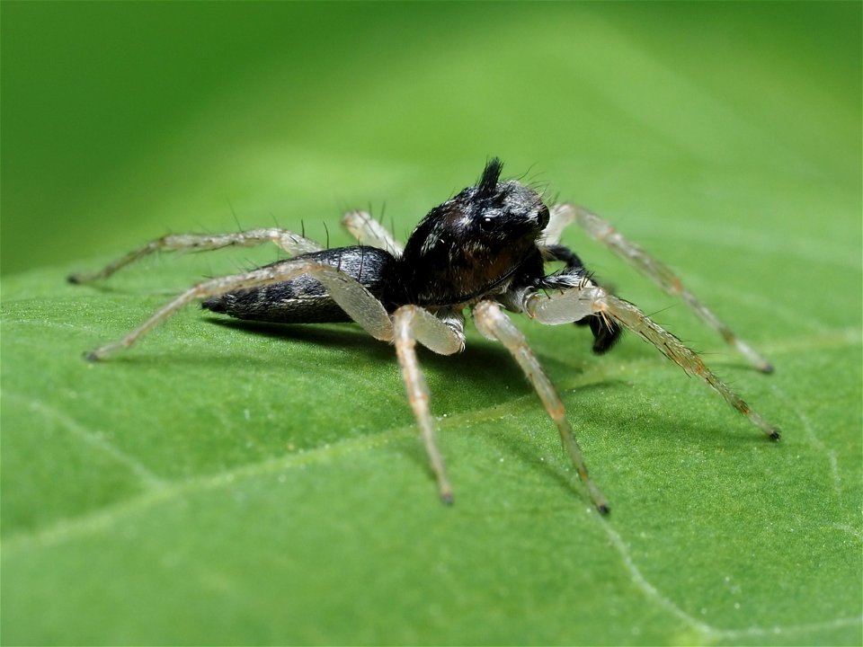 Dimorphic Jumping Spider (Maevia inclemens)