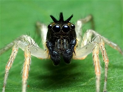 Male Maevia inclemens jumping spider