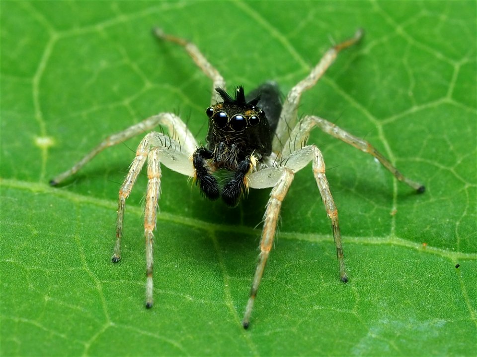 Male Maevia inclemens jumping spider
