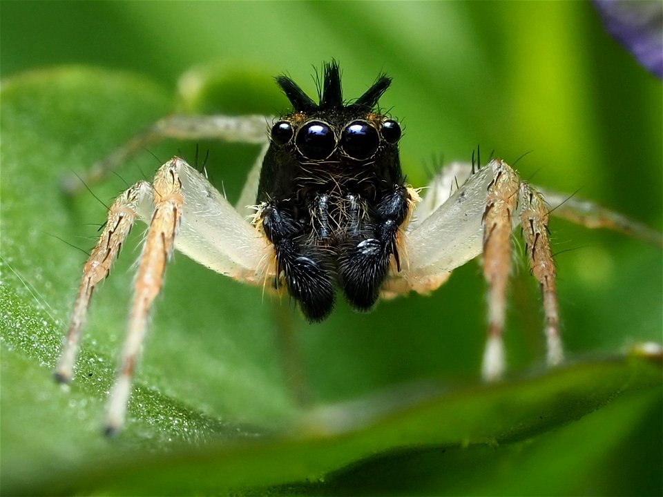 Male Maevia inclemens jumping spider