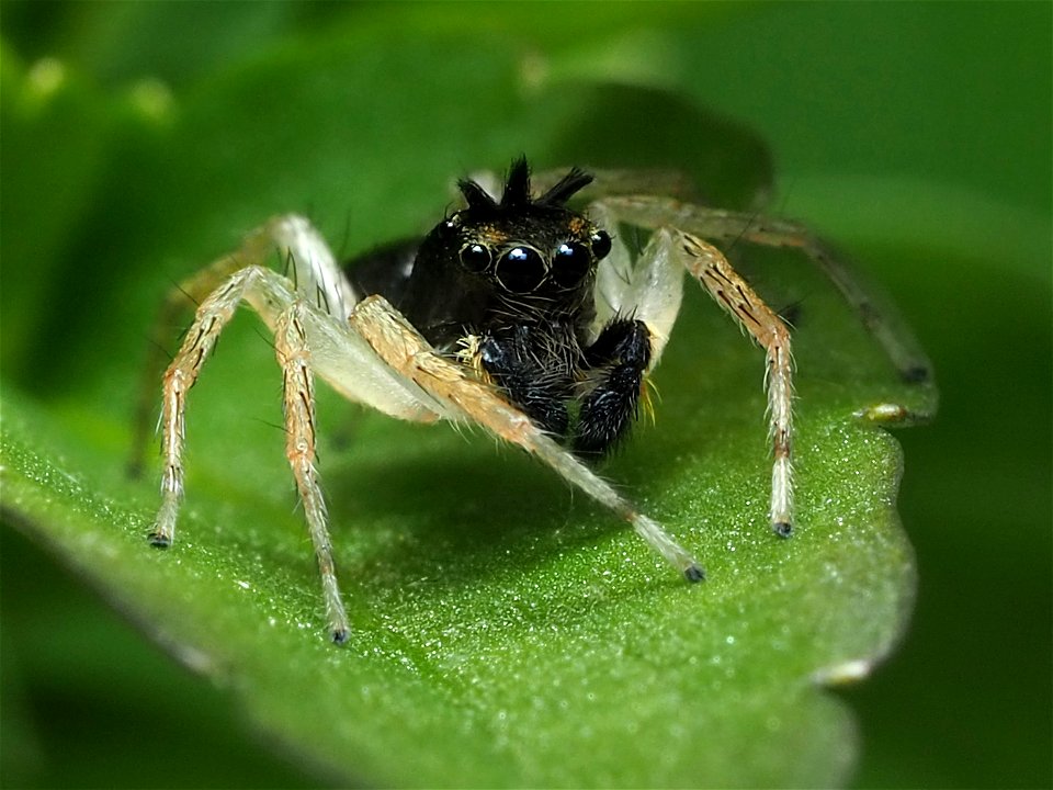 Male Maevia inclemens jumping spider
