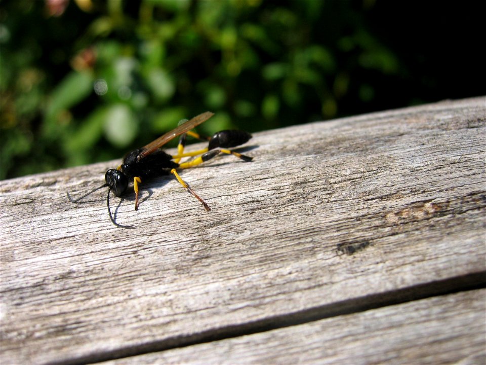 Wasp on wood in Tuscany Sceliphron spirifex