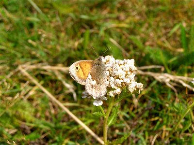 Coenonympha pamphilus photo