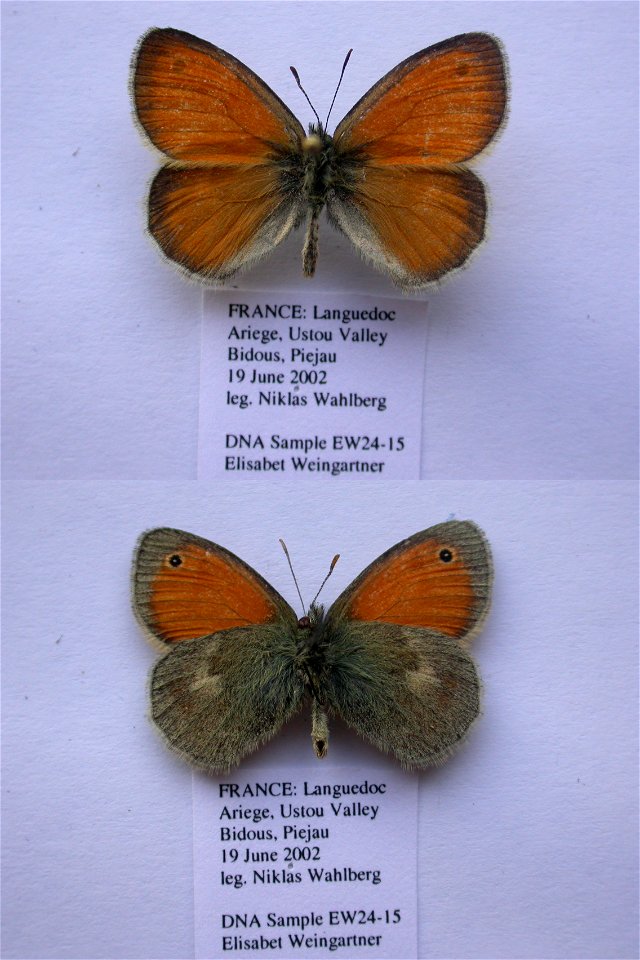 France.  Languedoc, Ariege 09, Ustou, ca 2 km S OssÃ©se, meadow below Bois du PiÃ©jau, 1200m,    <a href="http://nymphalidae.utu.fi/story.php?code=EW24-15" rel="nofollow">see in our database<