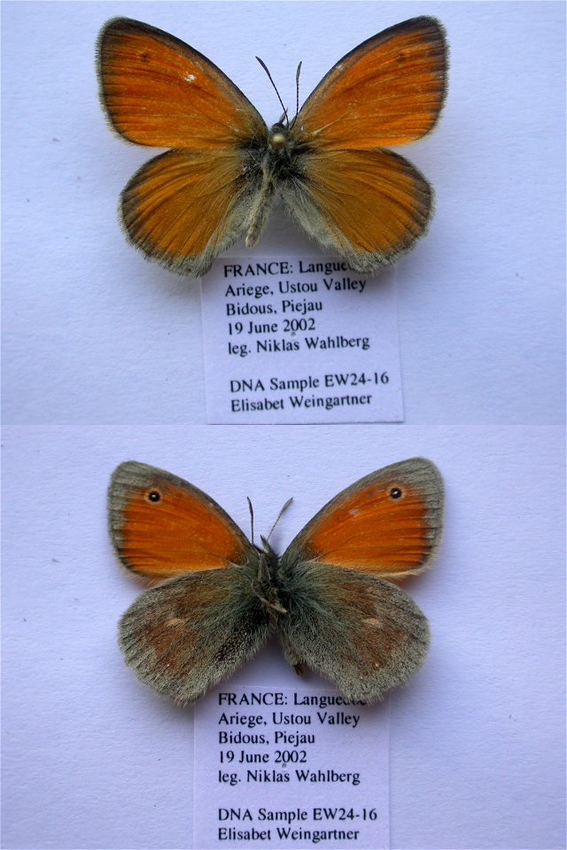 France.  Languedoc, Ariege 09, Ustou, ca 2 km S OssÃ©se, meadow below Bois du PiÃ©jau, 1200m,  Biol.Lett.2008,   <a href="http://nymphalidae.utu.fi/story.php?code=EW24-16" rel="nofollow">see in 