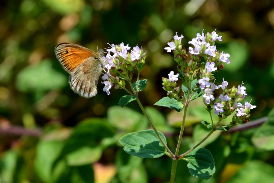 Kleines Wiesenvögelchen in einem Garten in Sachsen photo