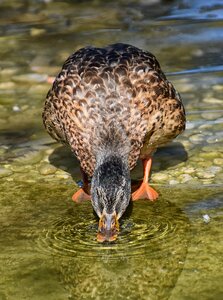 Nature plumage poultry