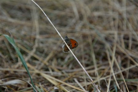 Kleines Wiesenvögelchen (Coenonympha pamphilus) an einem Grashalm in Sachsen photo