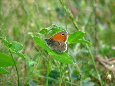 The Small Heath butterfly in Bystrc