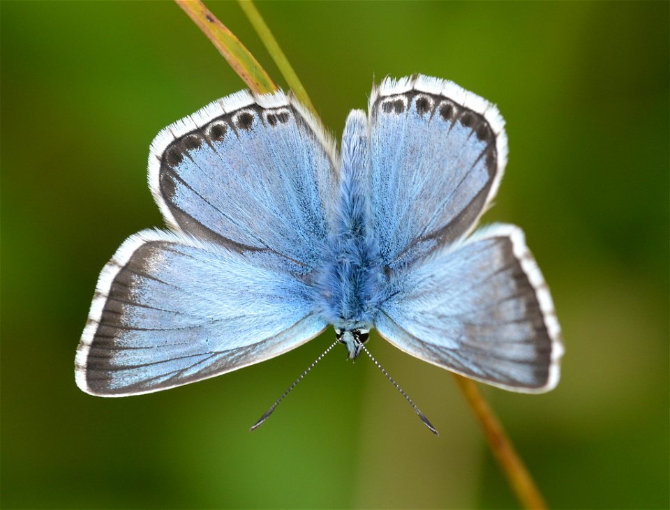 Chalkhill Blue (Polyommatus coridon)