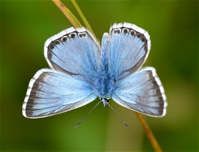 Chalkhill Blue (Polyommatus coridon) photo