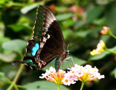 Common Banded Peacock  (Papilio crino)