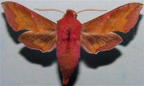 Deilephila porcellus photo