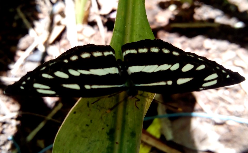 Common Sailer / Neptis hylas

പൊന്തച്ചുറ്റൻ