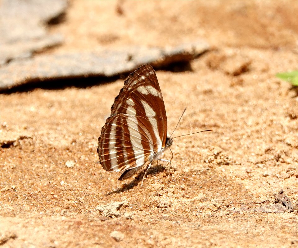 Dosdewa Forest Trail, 
Karimgnj Assam, India 

13-03-2020