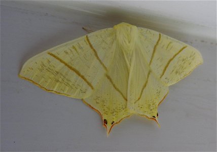 Ourapteryx sambucaria photo