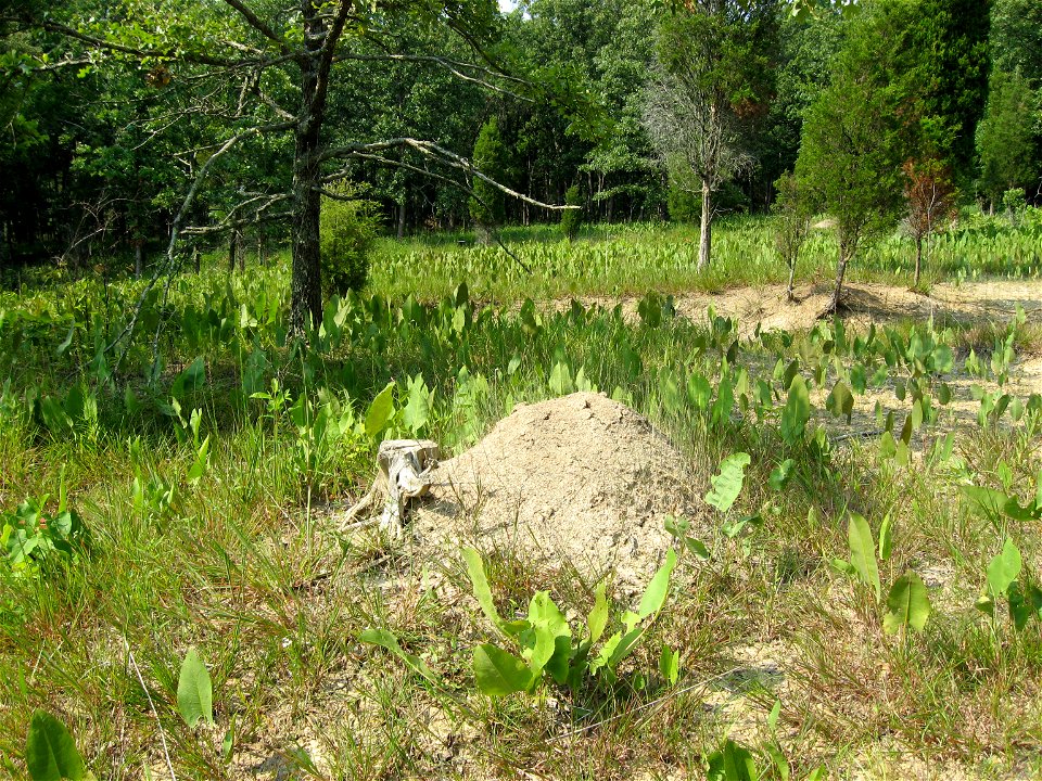 Allegheny mound ant, mound. Adams Lake State Park, Adams County.